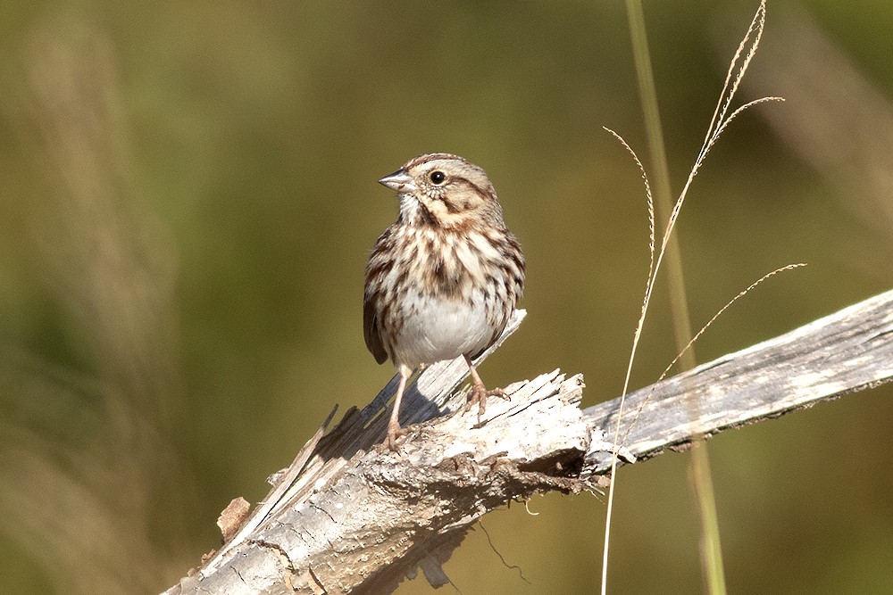 Song Sparrow - ML645462201