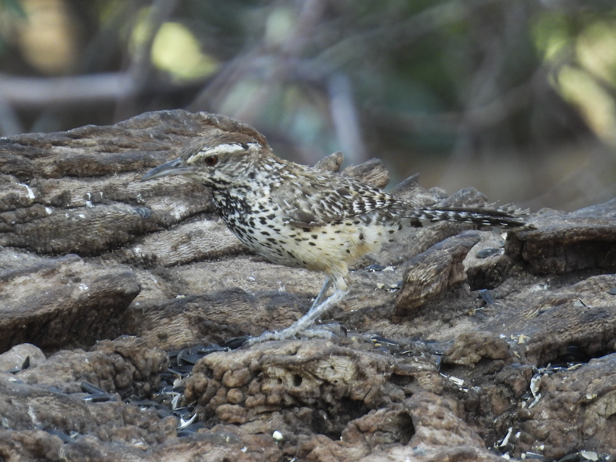 Cactus Wren - ML645462203