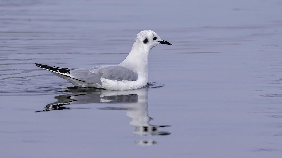 Bonaparte's Gull - ML645462204