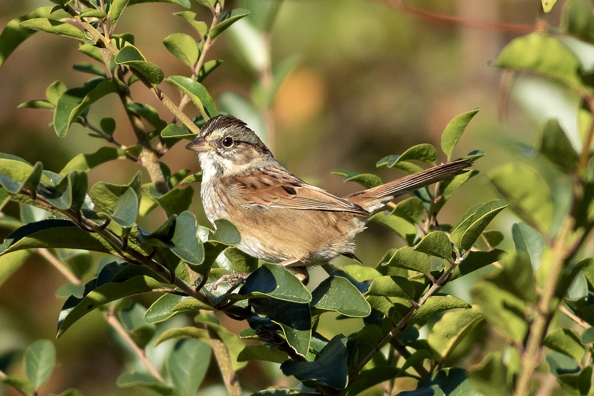 Swamp Sparrow - ML645462210