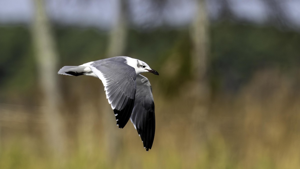 Laughing Gull - ML645462214