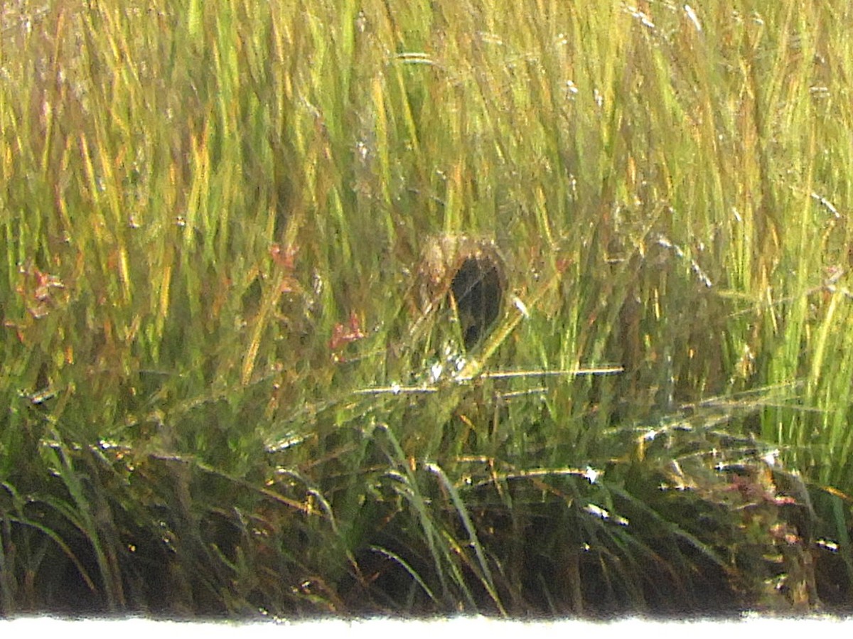 American Bittern - ML645462219