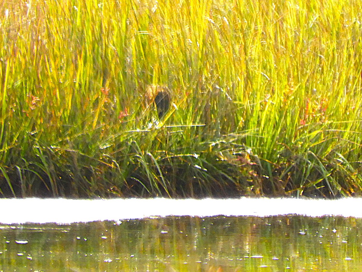 American Bittern - ML645462220
