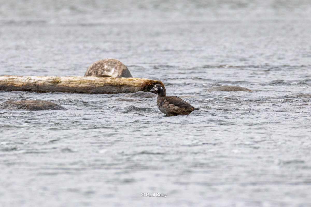 Ahate arlekina - ML645462233