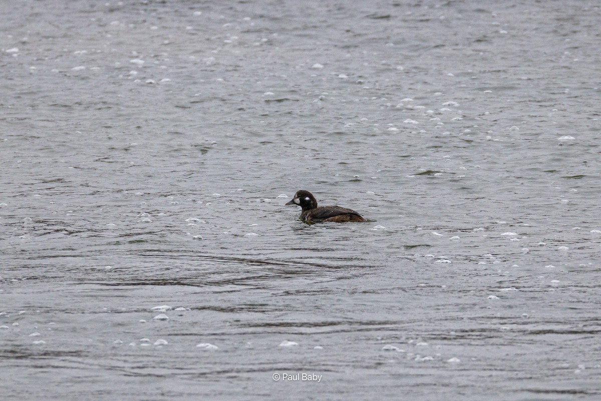 Ahate arlekina - ML645462234