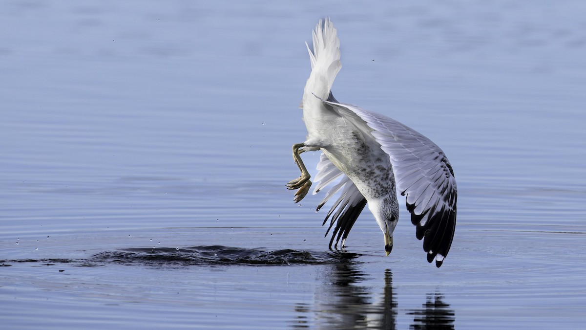 Ring-billed Gull - ML645462237