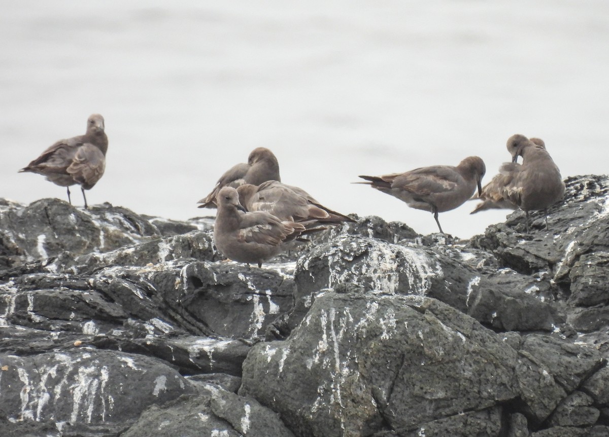 racek tmavý - ML645462238