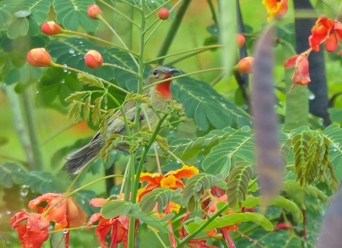 strdimil karmínovoprsý - ML645462240