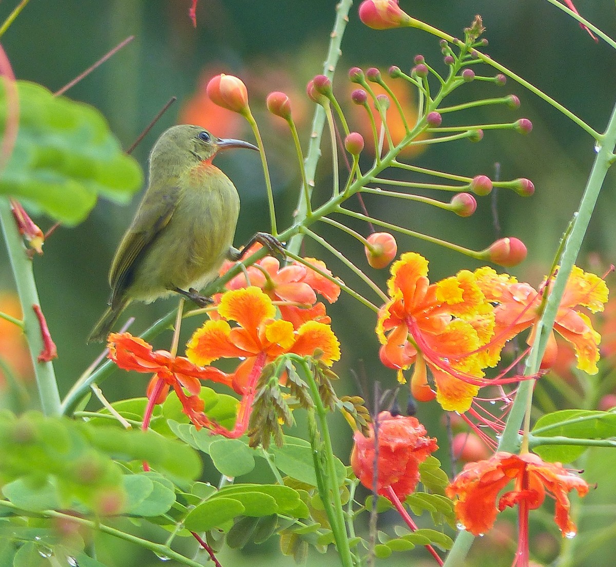 strdimil karmínovoprsý - ML645462241