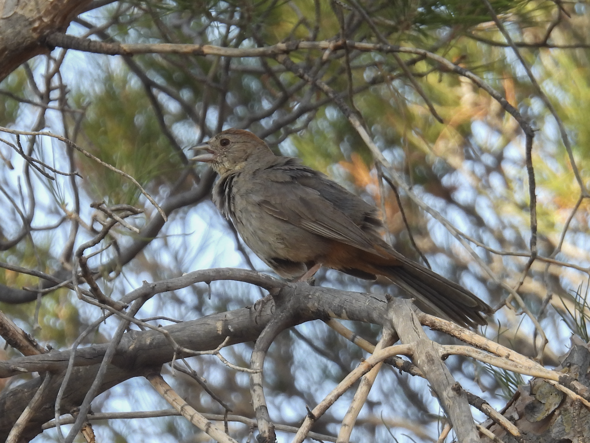 Canyon Towhee - ML645462248