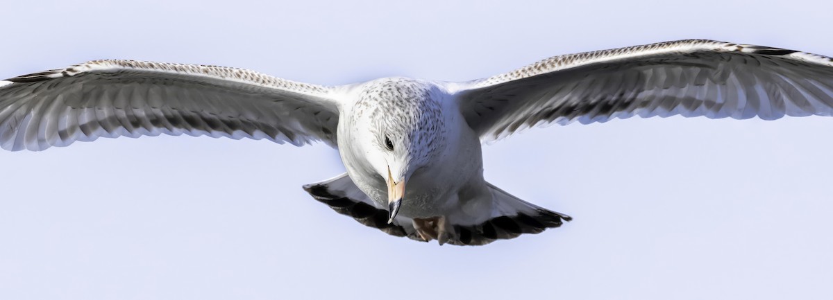 Ring-billed Gull - ML645462255