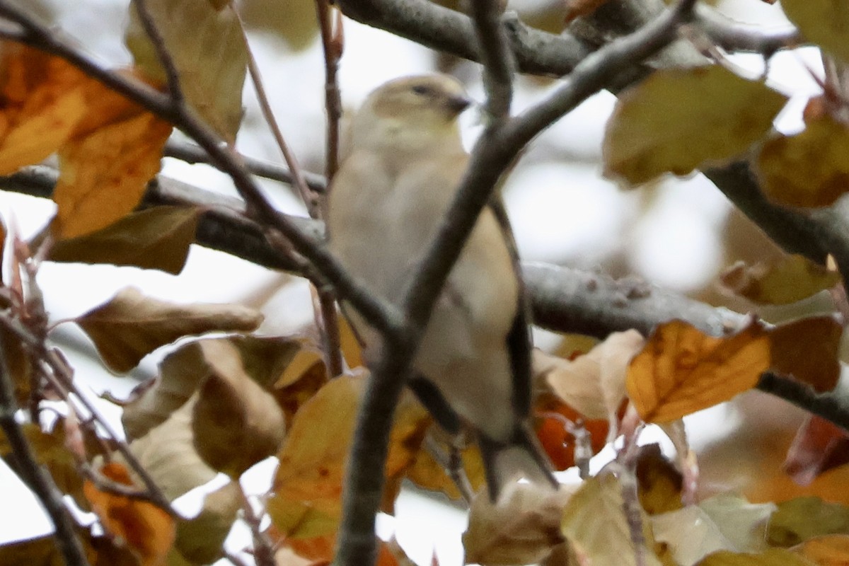 Altın İskete - ML645462271