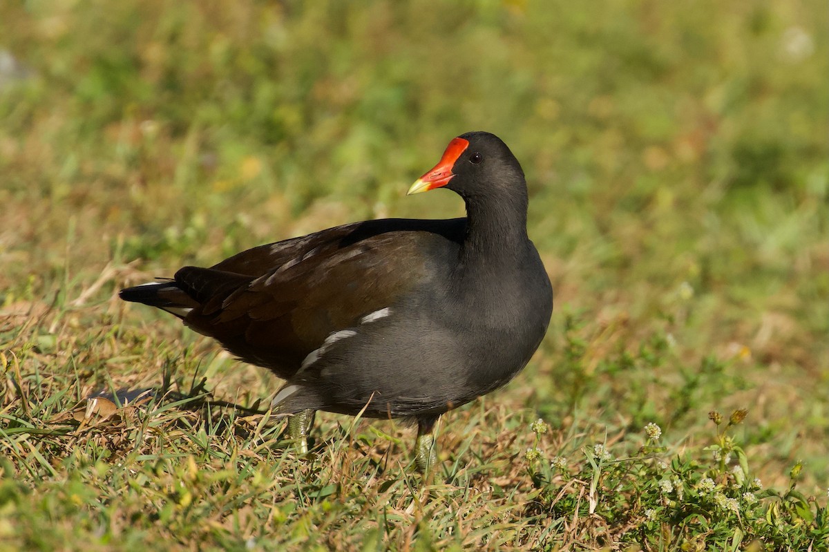 Amerika Sutavuğu - ML645462283