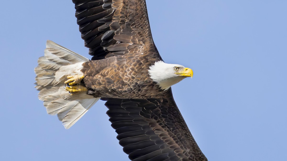 Bald Eagle - ML645462287