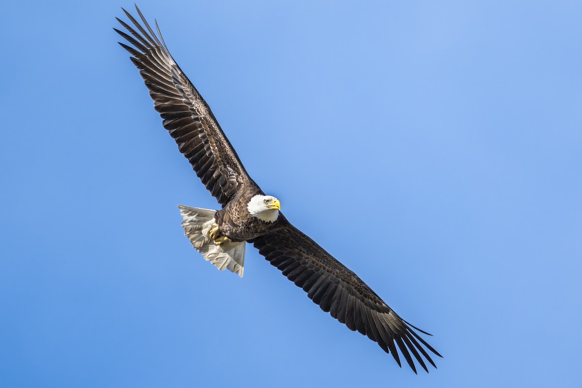 Bald Eagle - ML645462299