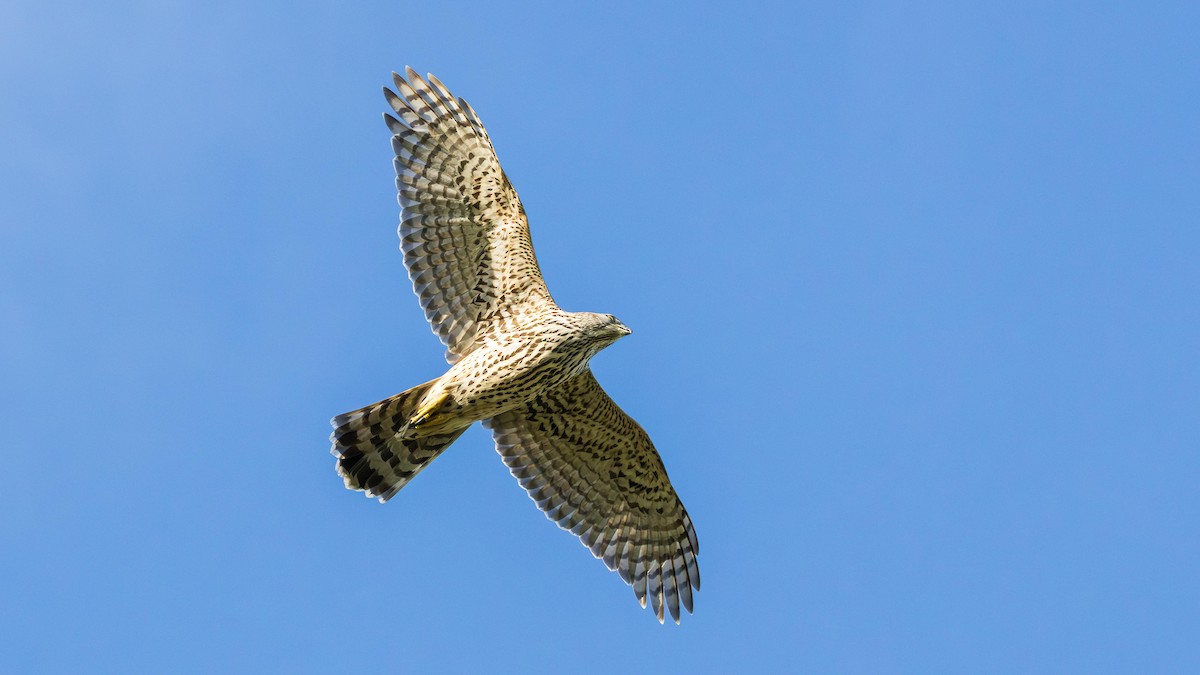 Eurasian Goshawk - ML645462301