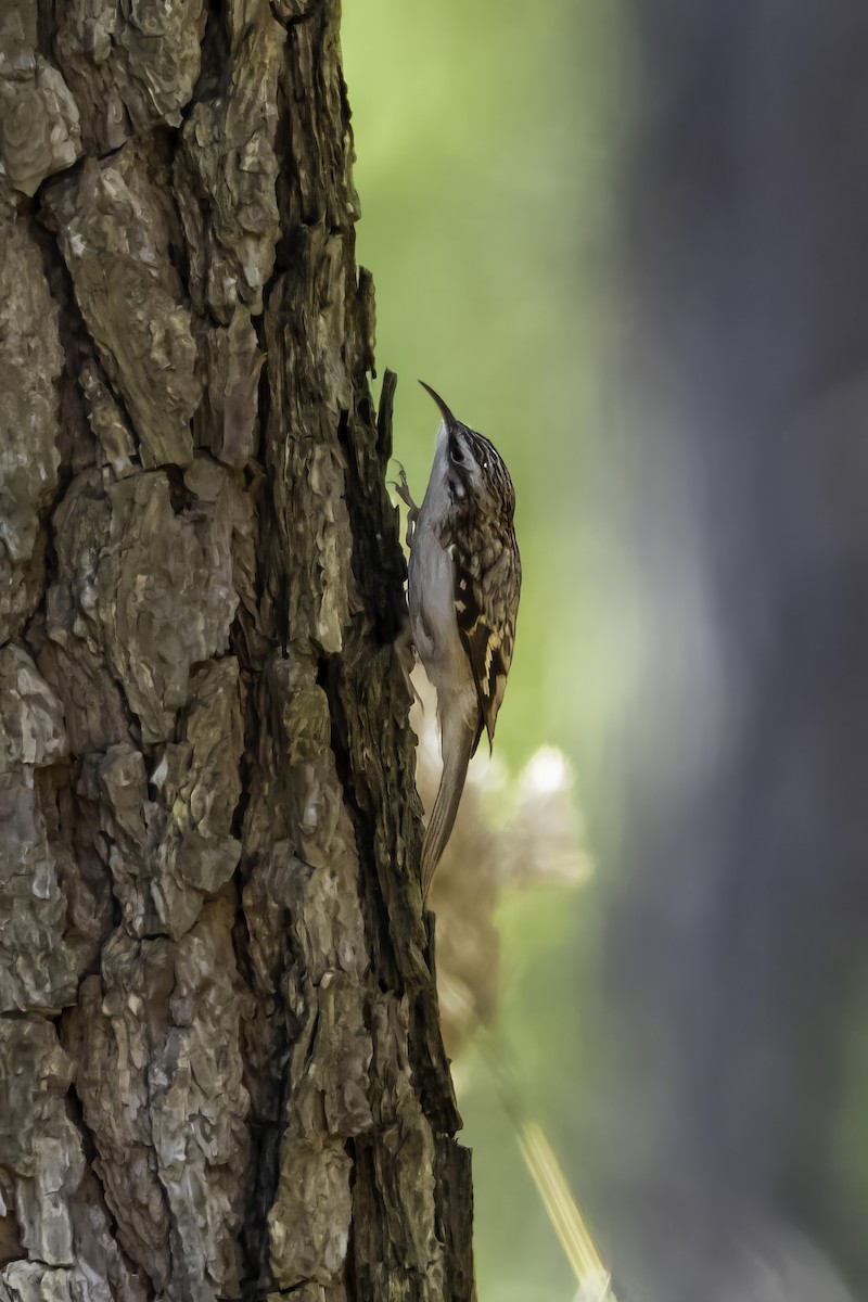 Brown Creeper - ML645462317