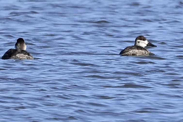 Савка американська - ML645462327