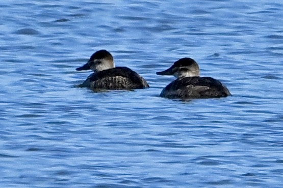 Савка американська - ML645462328