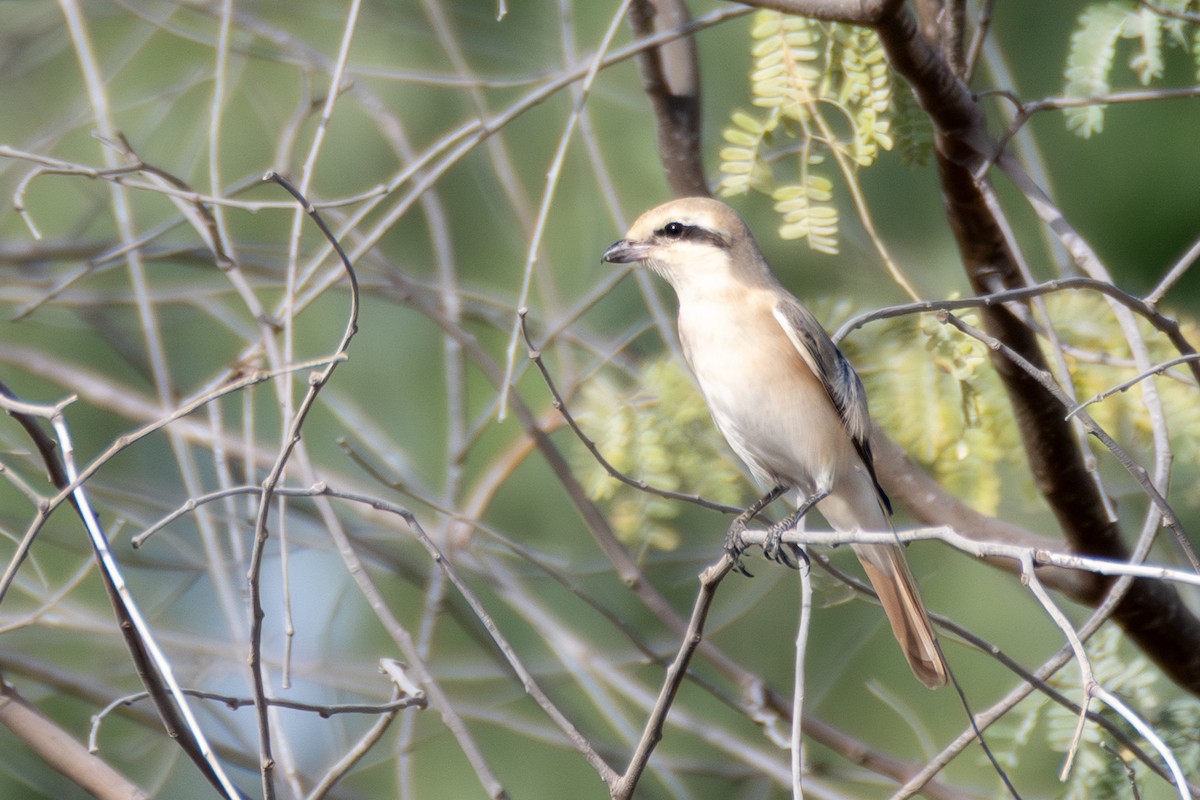 isabellavarsler - ML645462342