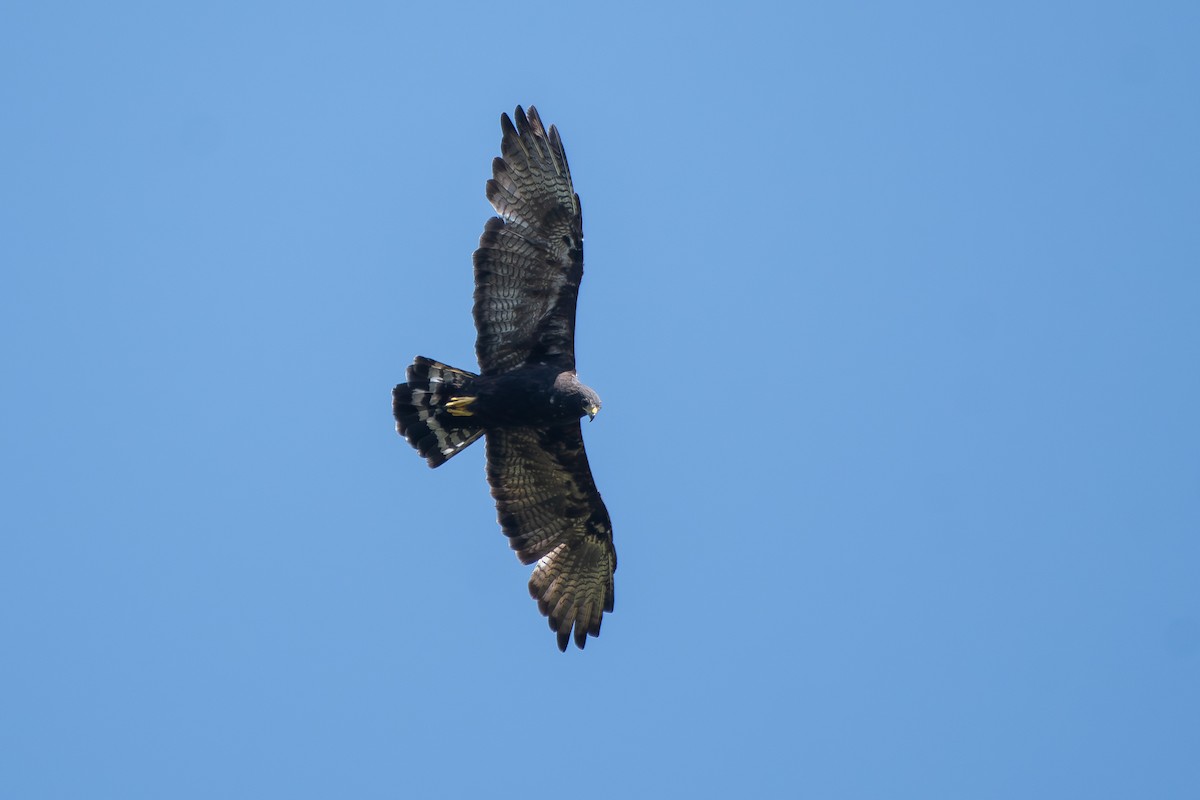 Busardo Colicorto - ML645462343