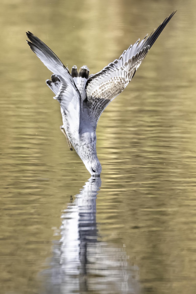 Ring-billed Gull - ML645462351