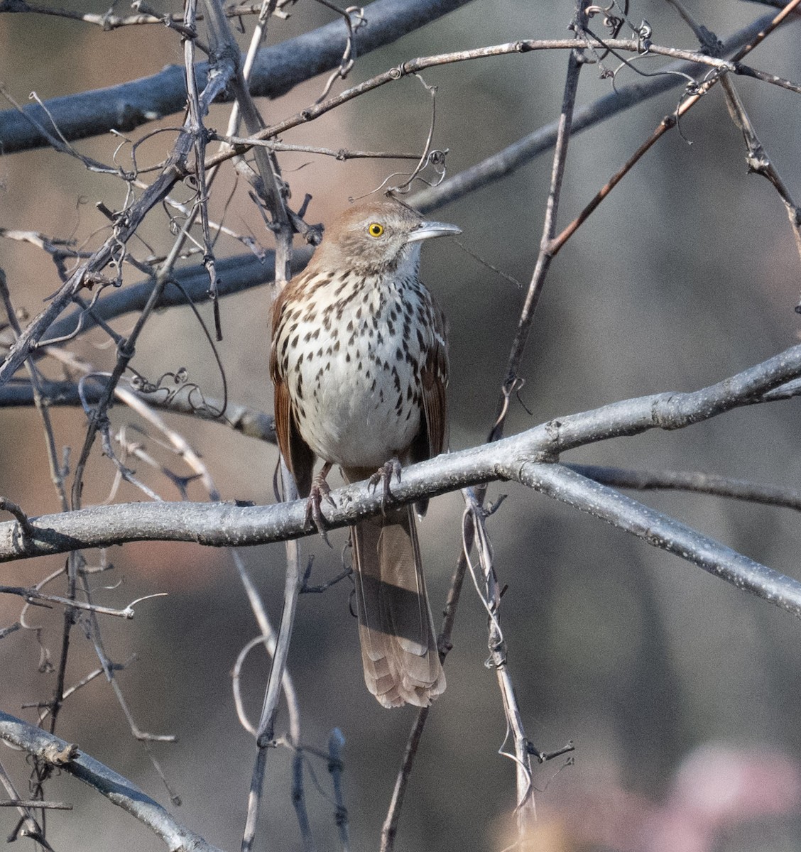 Brown Thrasher - ML645462356