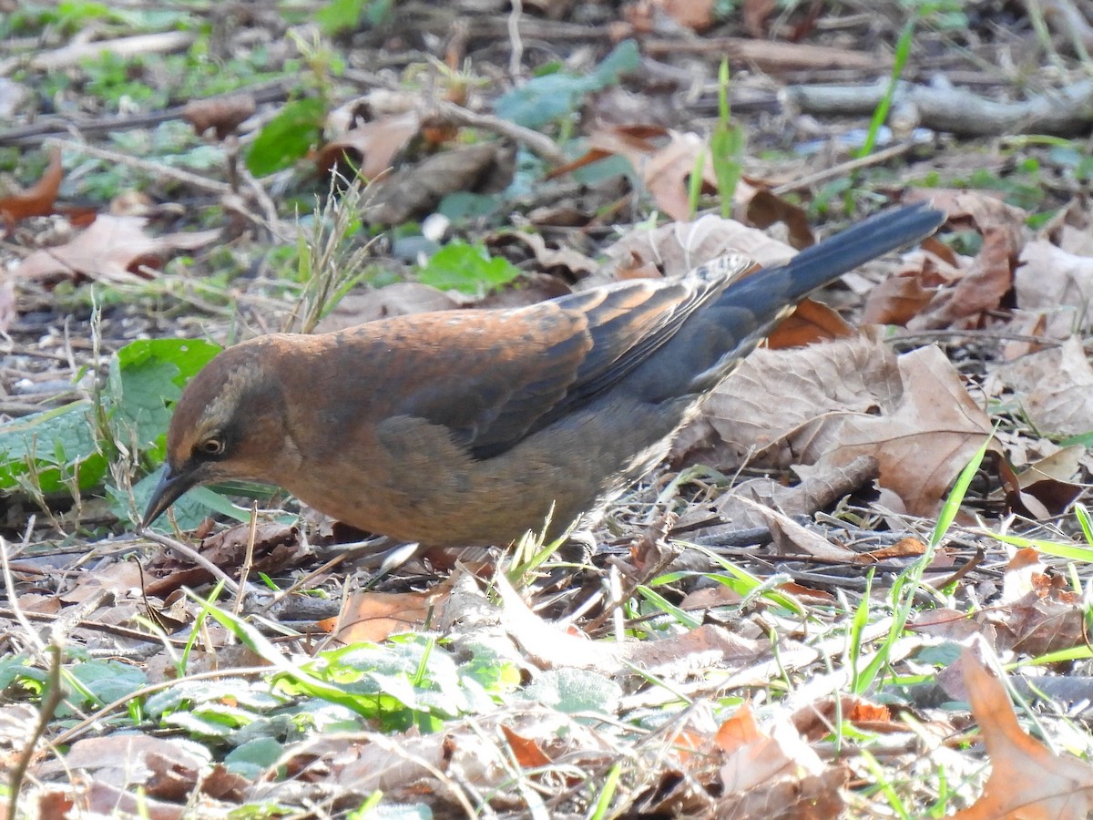 Rusty Blackbird - ML645462363