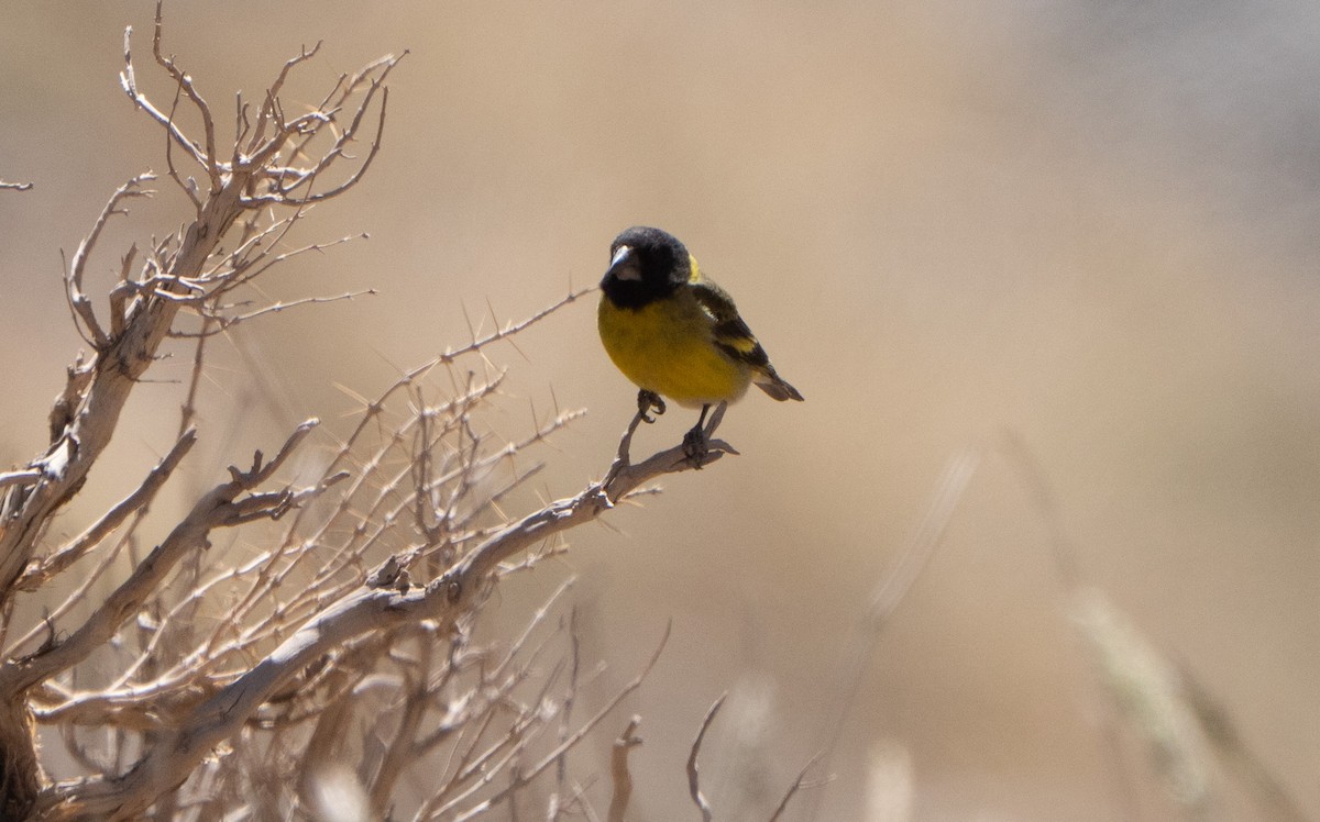 Jilguero Piquigrueso - ML645462375