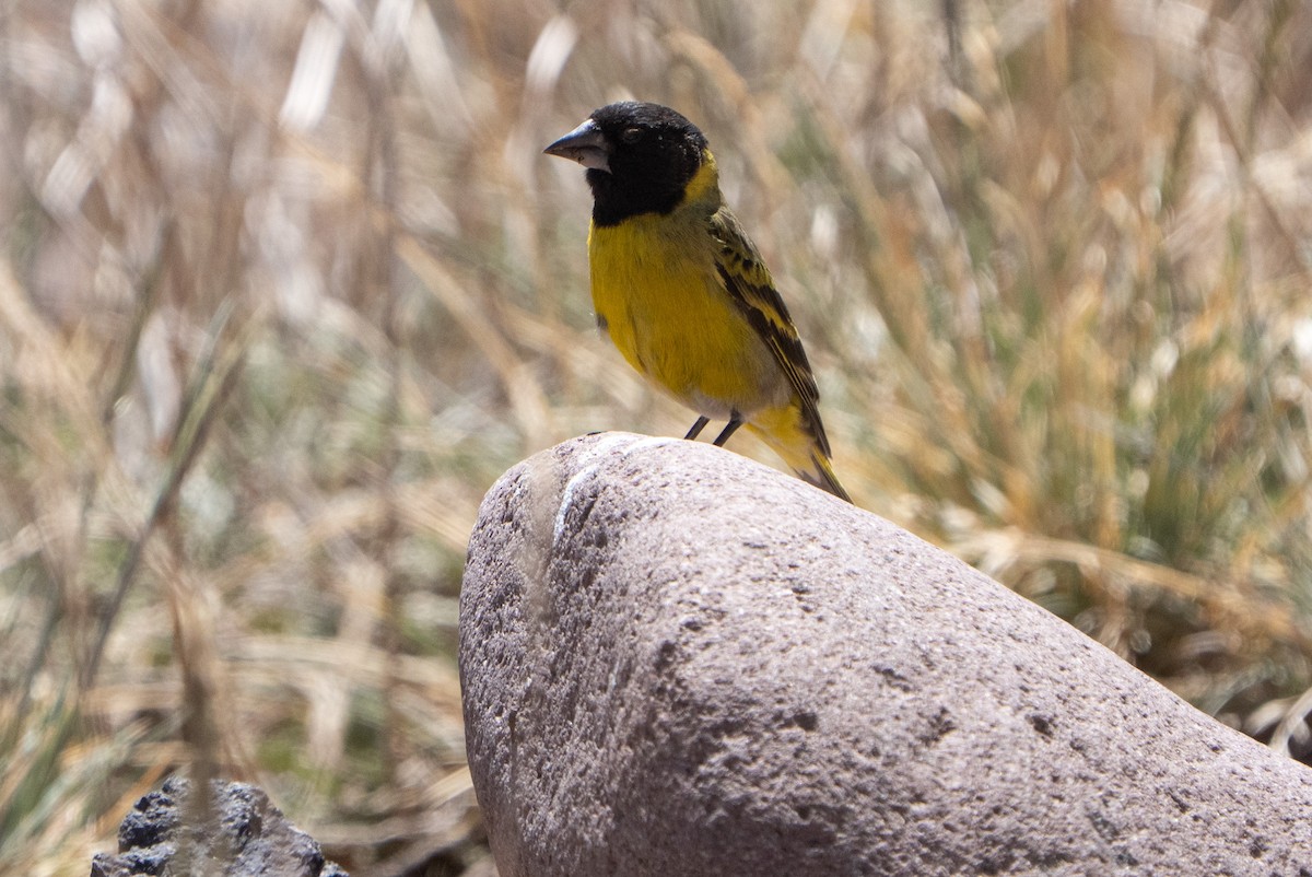 Jilguero Piquigrueso - ML645462376