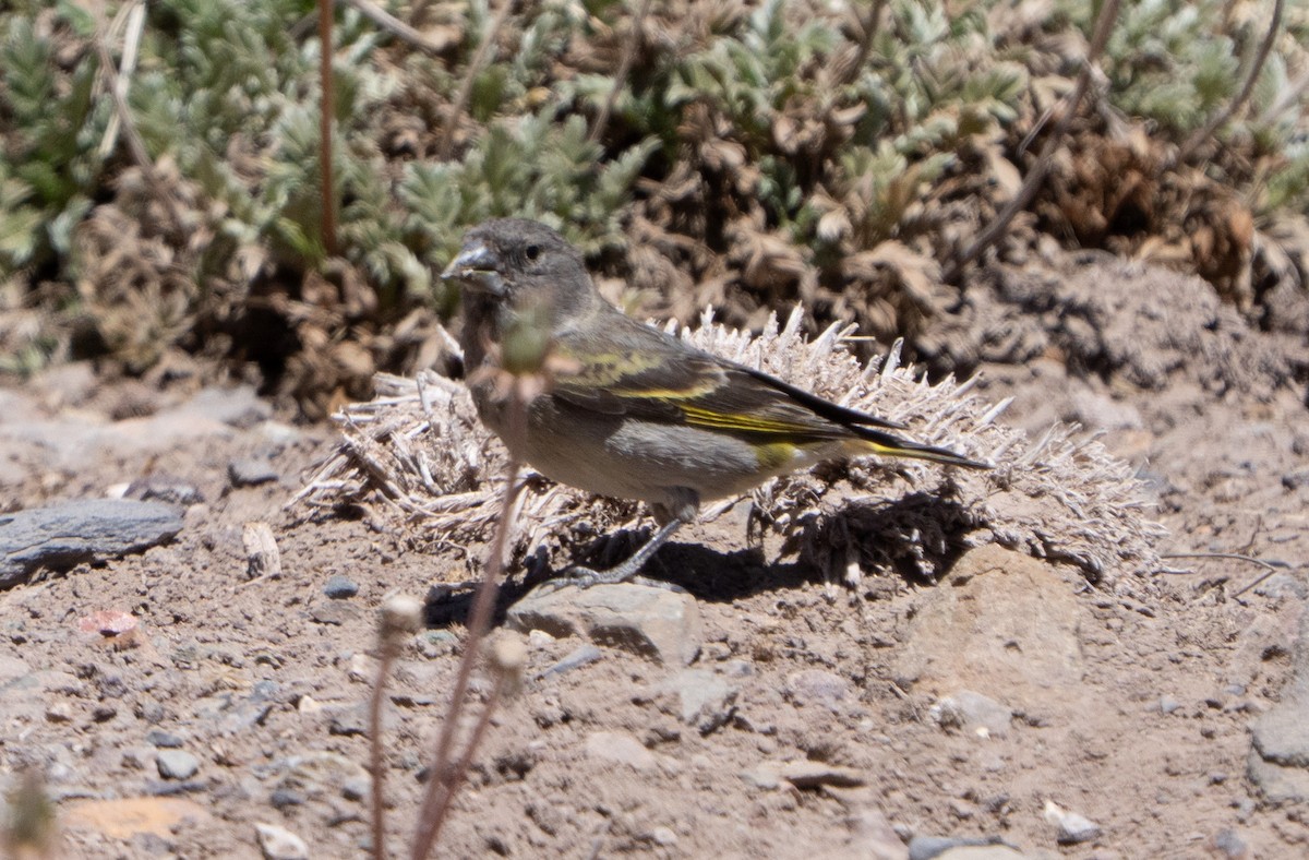 Jilguero Piquigrueso - ML645462377