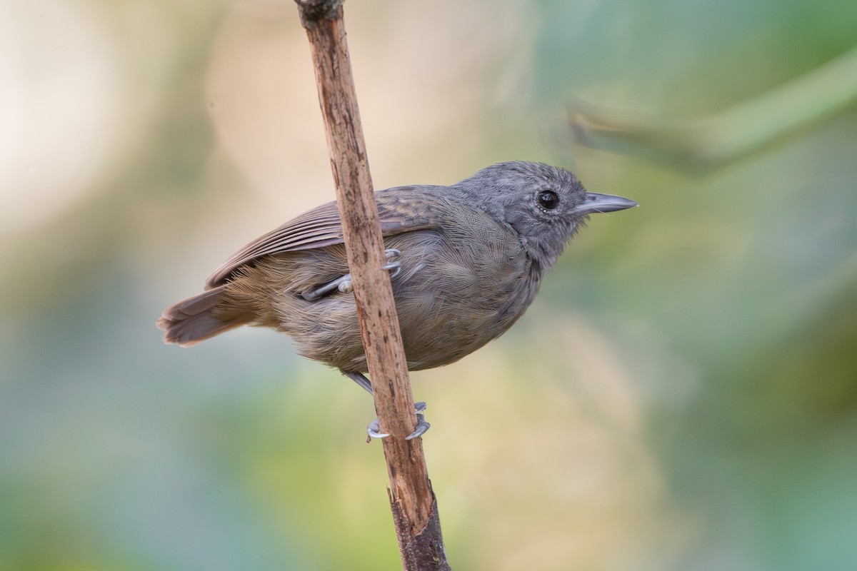 Кадук малий - ML645462380