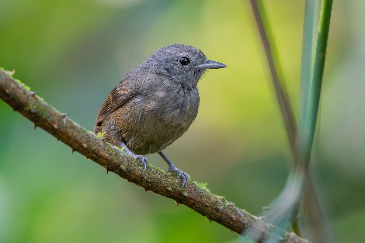 Кадук малий - ML645462381