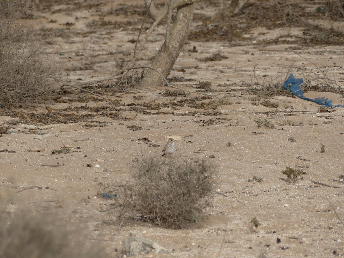 Alouette pispolette - ML645462388