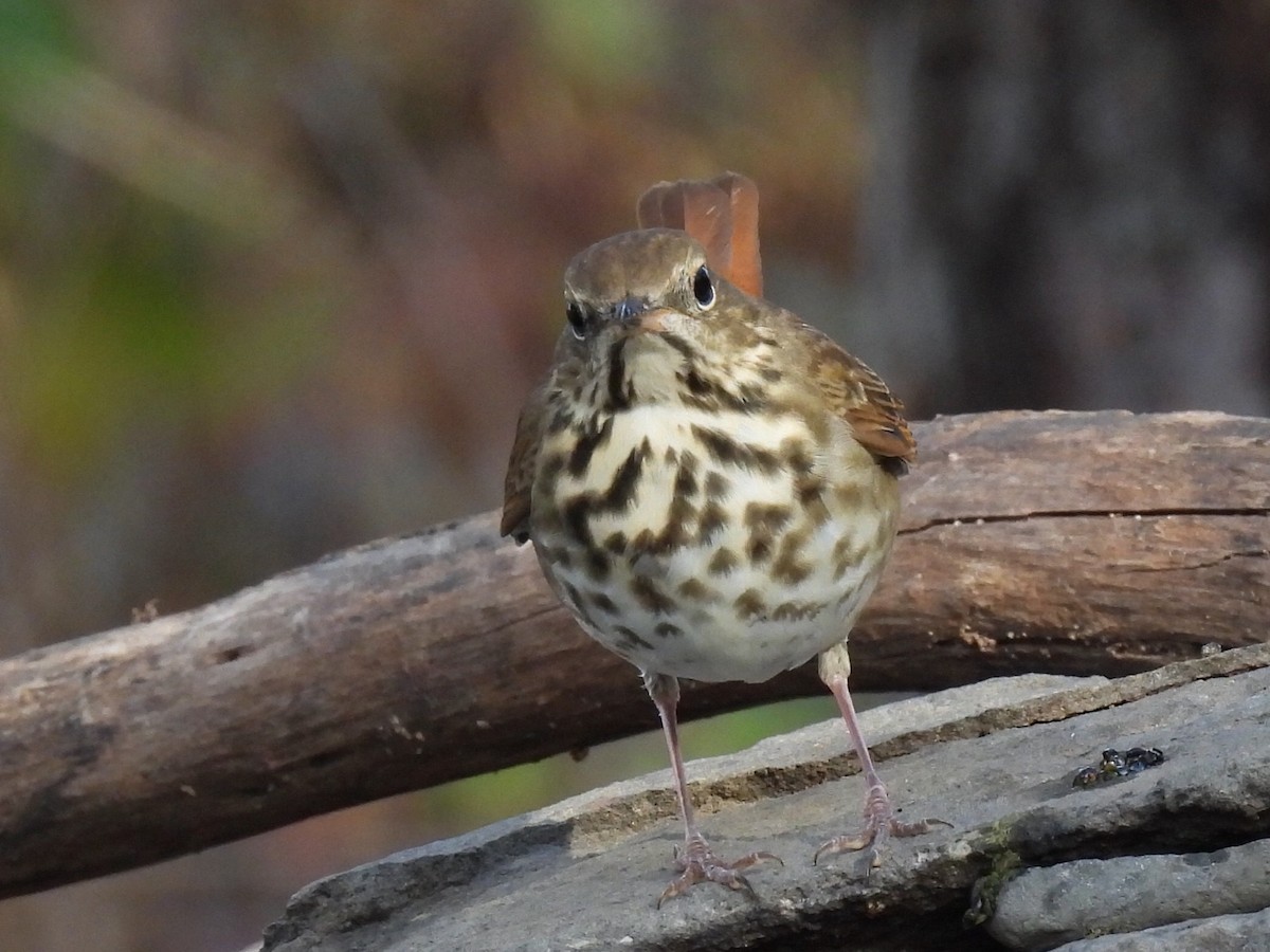 Hermit Thrush - ML645462393
