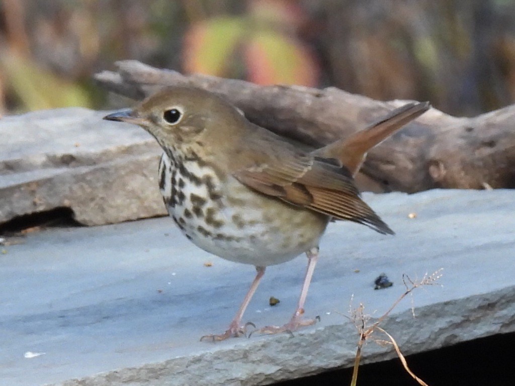 Hermit Thrush - ML645462394