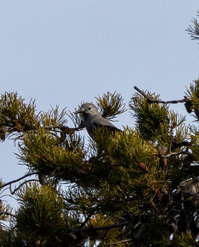 Clark's Nutcracker - ML645462395