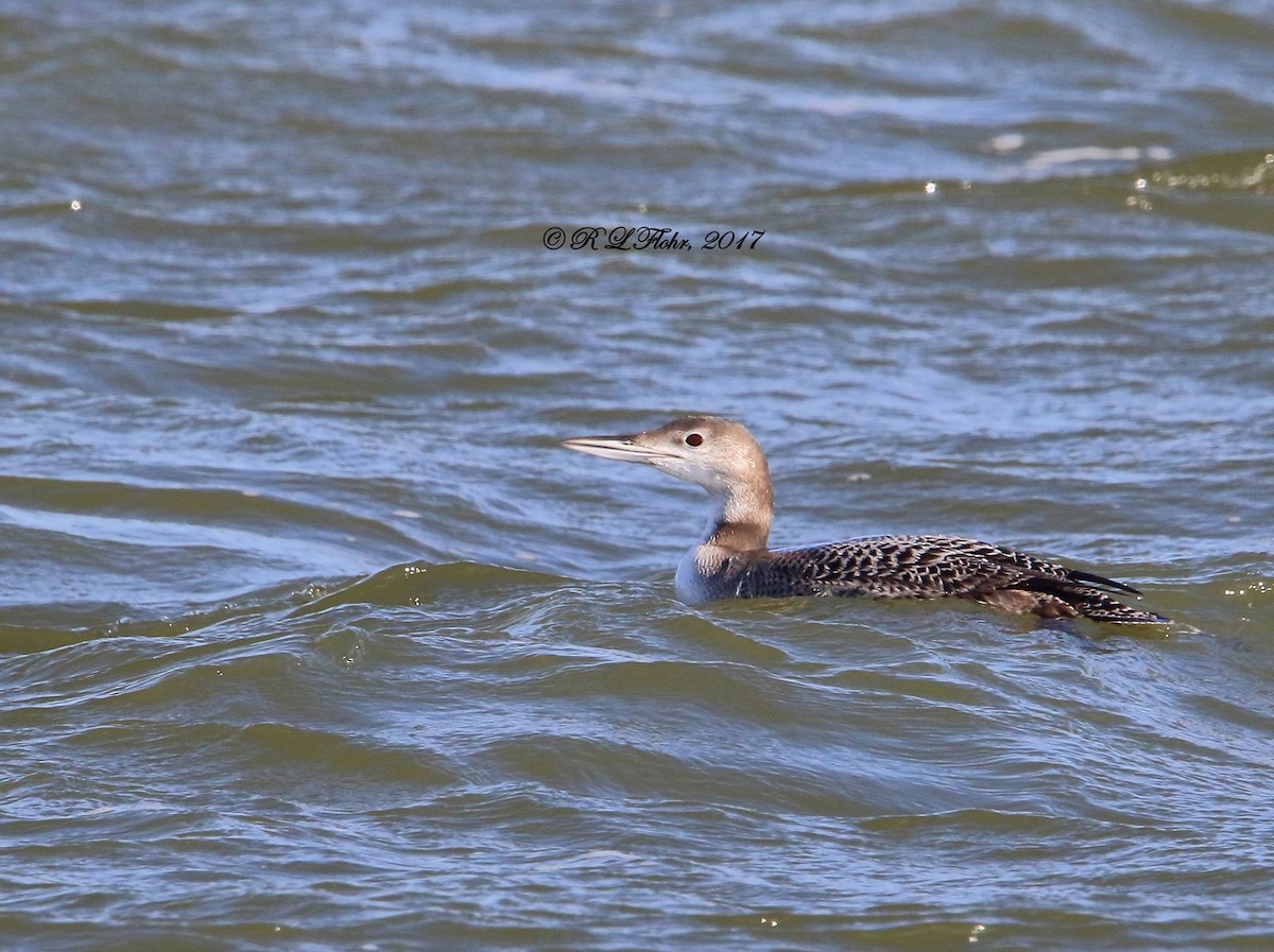 צוללן צפוני - ML645462398
