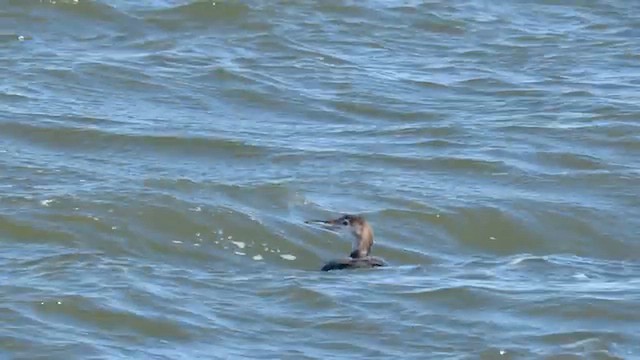 Гагара полярна - ML645462399