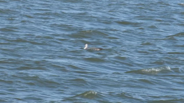 Гагара полярна - ML645462400