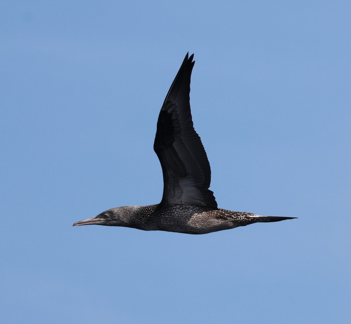 Alcatraz Atlántico - ML645462406