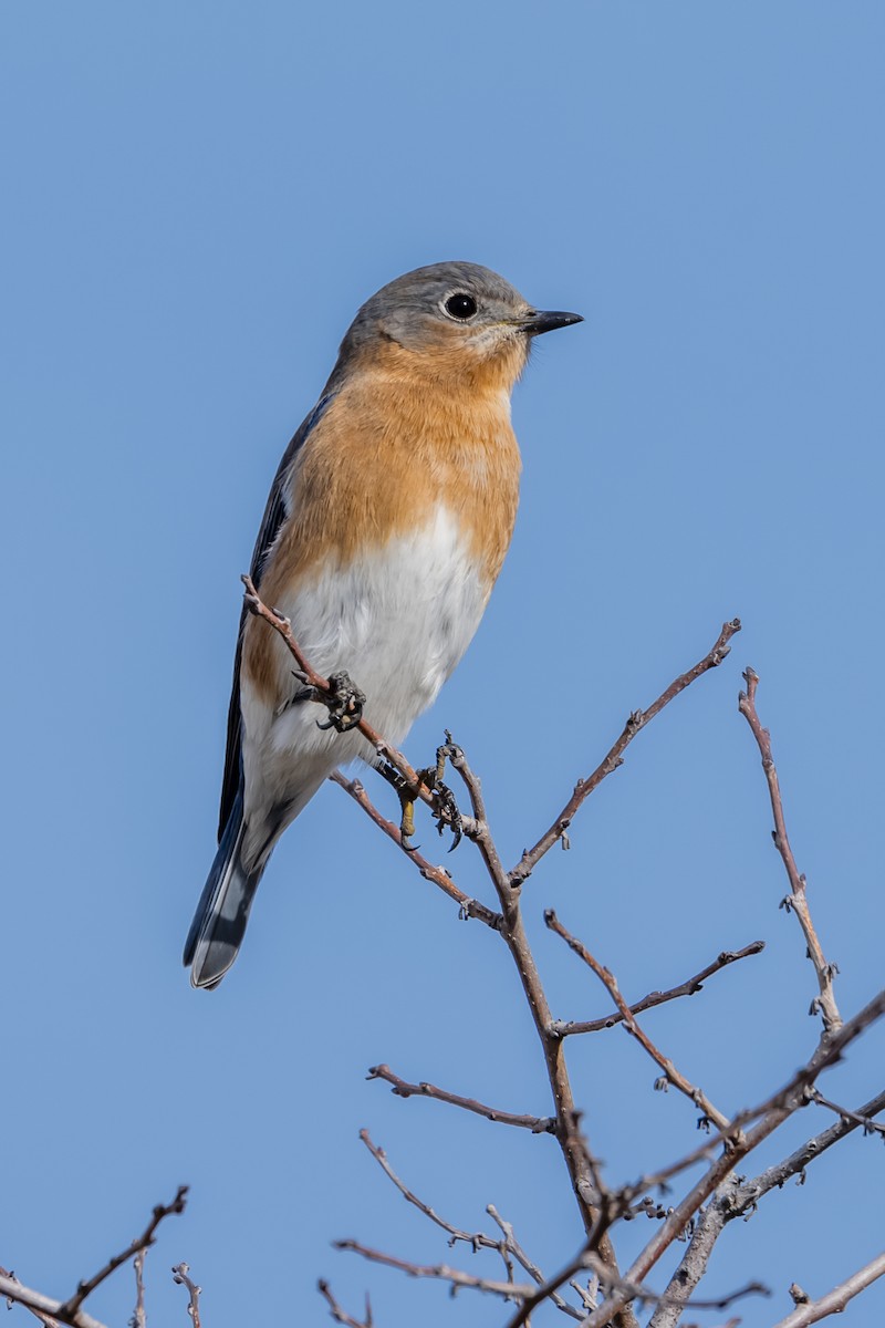 Eastern Bluebird - ML645462407