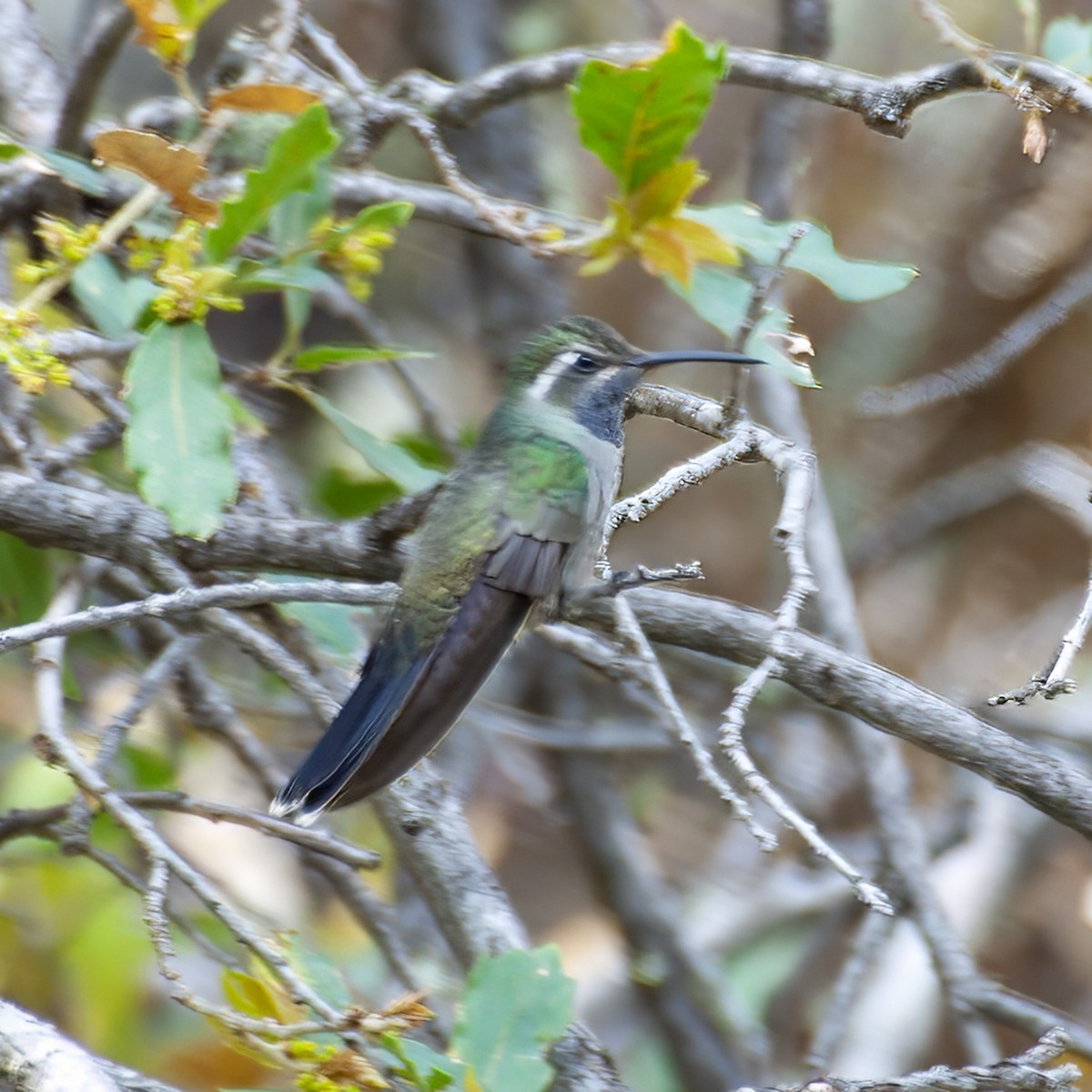 Blue-throated Mountain-gem - ML645462419