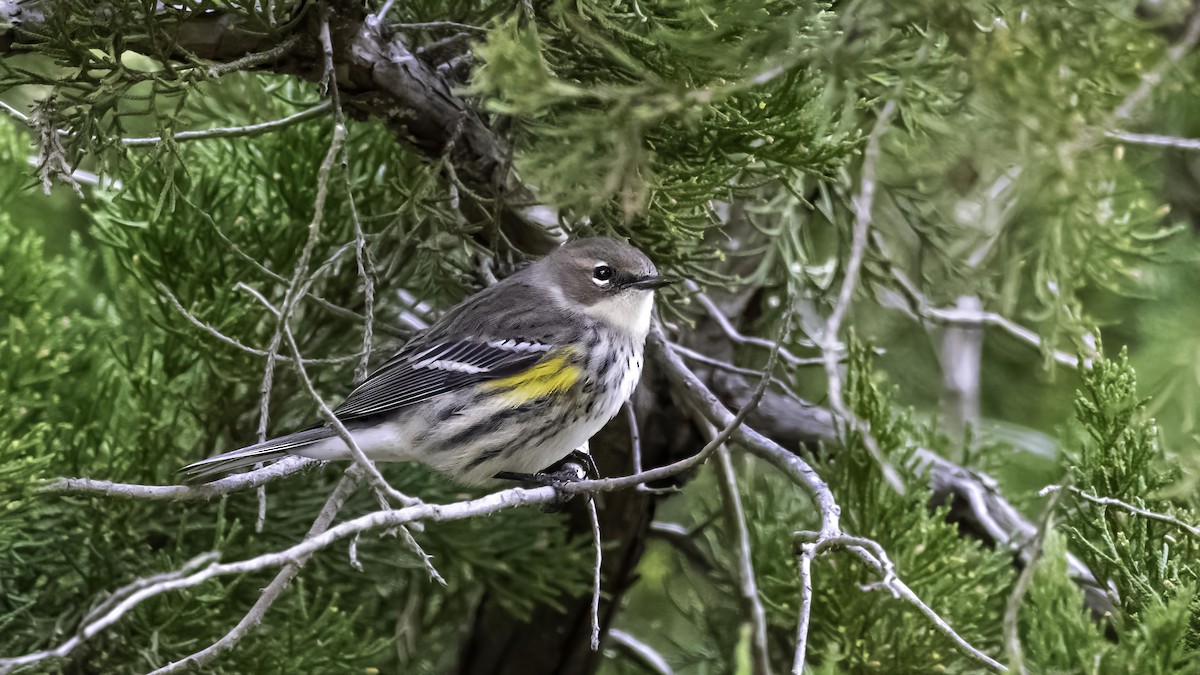 Yellow-rumped Warbler - ML645462433