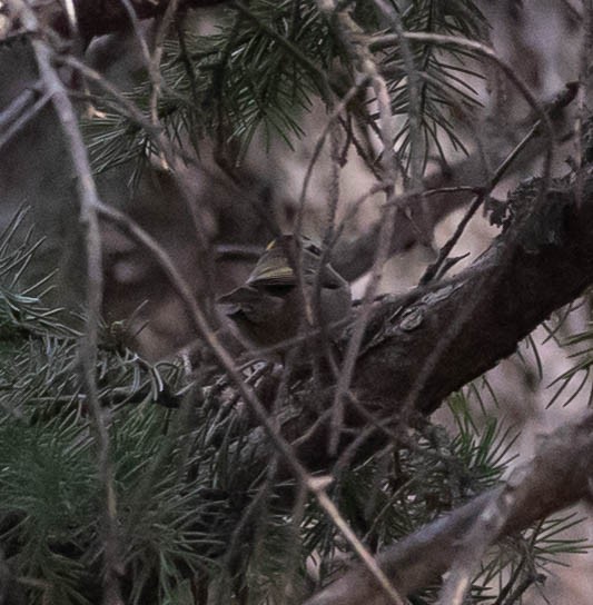 Golden-crowned Kinglet - ML645462434
