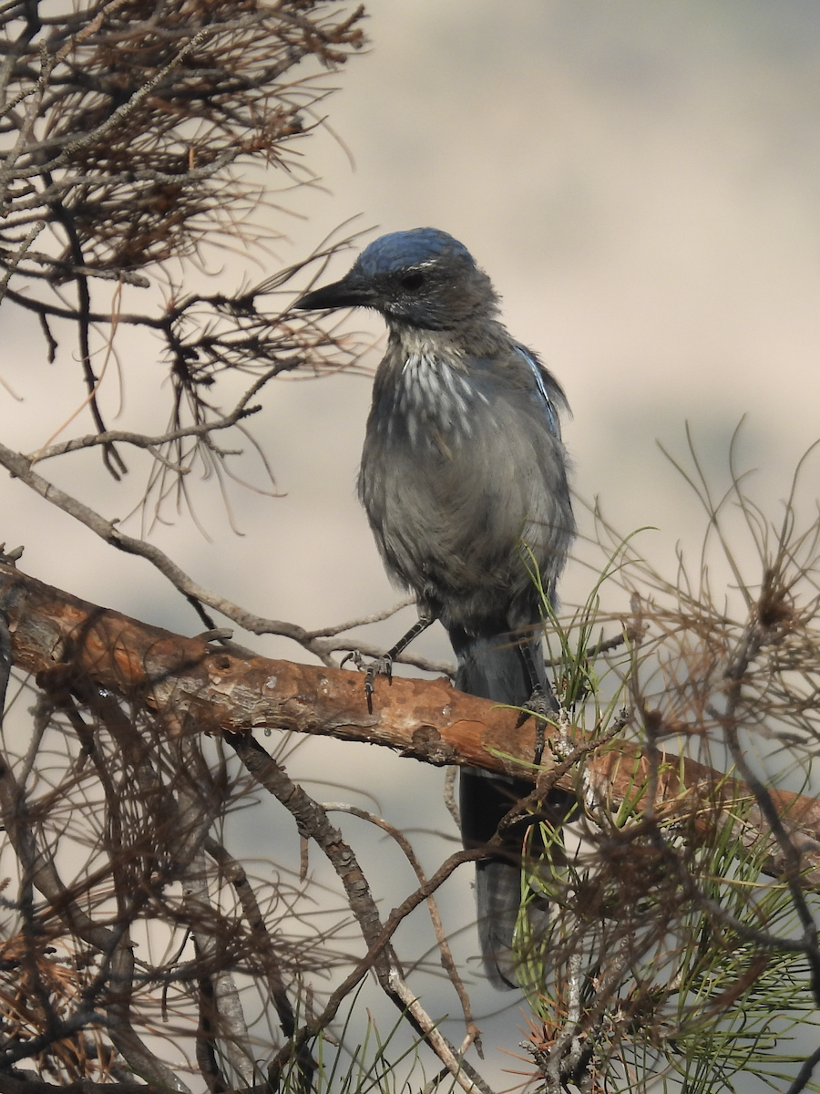 Woodhouse's Scrub-Jay - ML645462436