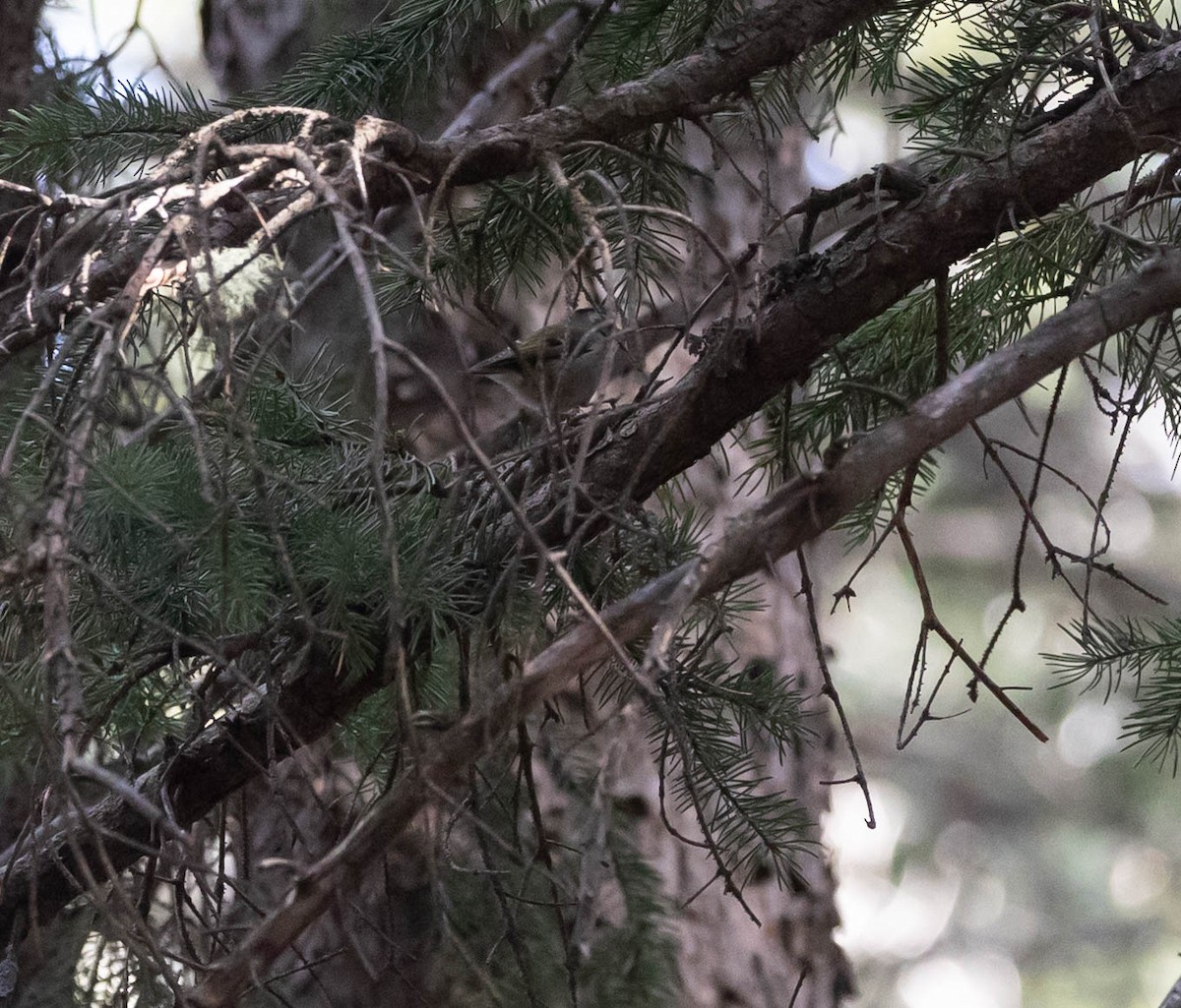 Golden-crowned Kinglet - ML645462438