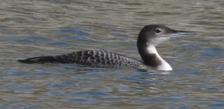 Common Loon - ML645462439