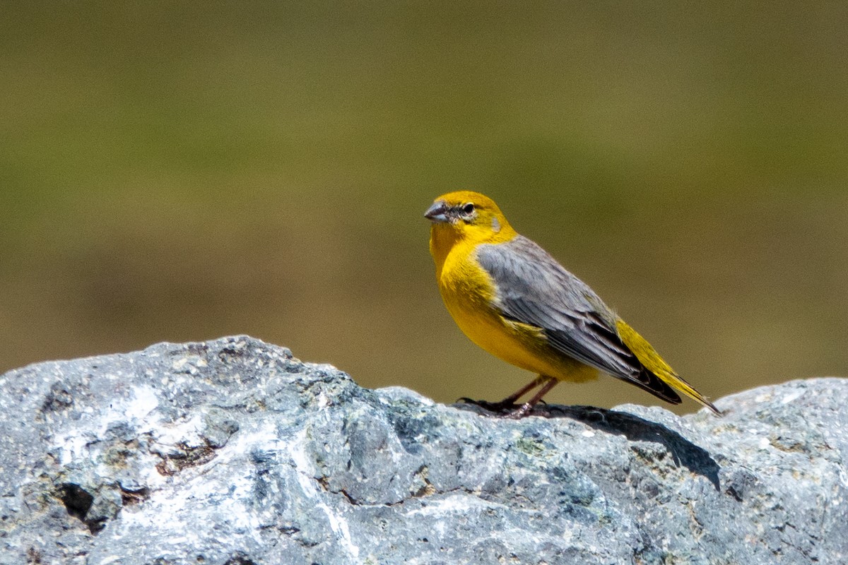 キゴシキンノジコ - ML645462443