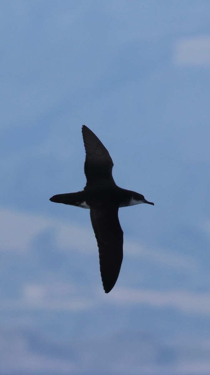 Manx Shearwater - ML645462444